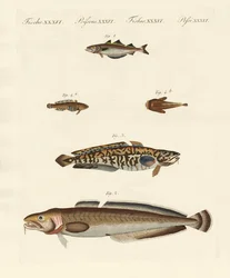 Different Kinds of Shellfish