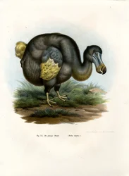 Dodo