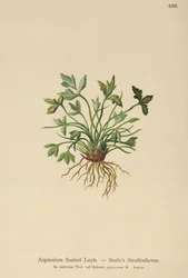 Dolomite Spleenwort