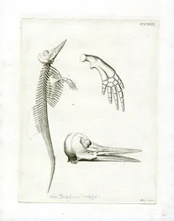 Dolphin Skeleton