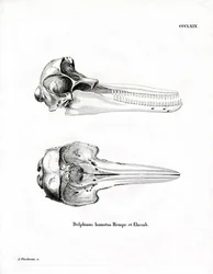 Dolphin Skull