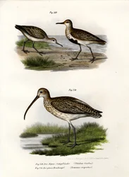 Dunlin