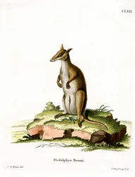 Dusky Wallaby