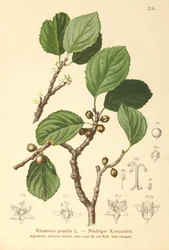 Dwarf Buckthorn