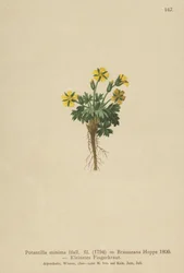 Dwarf Cinquefoil