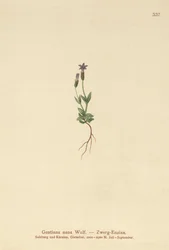 Dwarf Gentian
