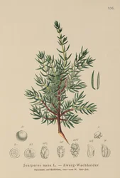 Dwarf Juniper