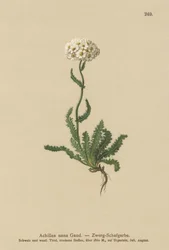 Dwarf Milfoil