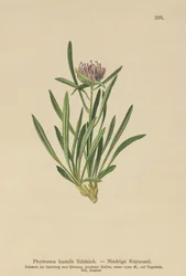 Dwarf Rampion