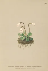Dwarf Snowbell