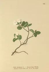 Dwarf Willow