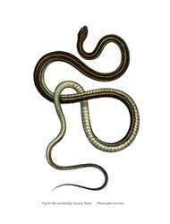 Eastern Ribbonsnake
