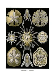 Echinidea, 1899-1904