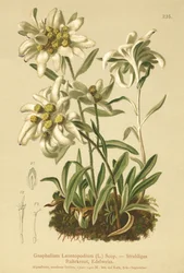 Edelweiss
