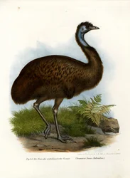 Emu