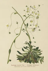 Encrusted Saxifrage