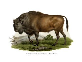European Bison