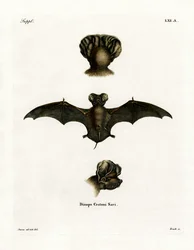 European Free-tailed Bat