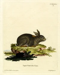 European Rabbit