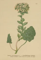 Evergreen Orpine