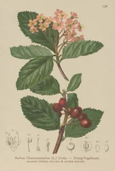False Medlar