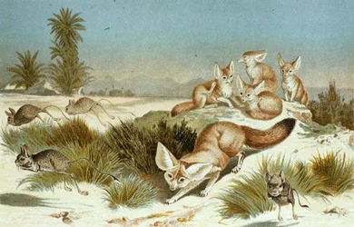Fennec Fox, plate from 
