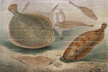 Flat Fish, plate from Brehms Tierleben