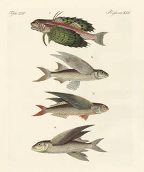 Flying Fish