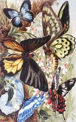 Foreign Butterflies, plate from 