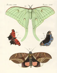 Foreign Butterflies