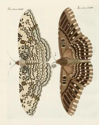 Foreign butterflies