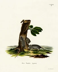 Four-striped Grass Mouse