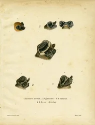 Free-tailed Bats