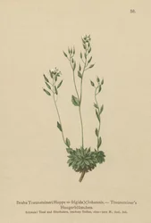 Frigid Whitlow-grass