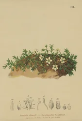 Fringed Sandwort