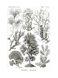 Fucoideae