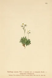 Furrowed Saxifrage