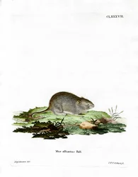 Garlic Mouse