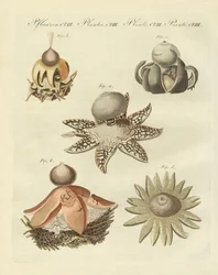 German Geaster
