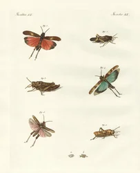 German hoppers