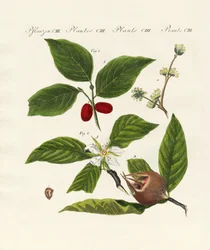 German Kinds of Fruits