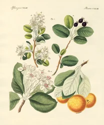 German Wood Species