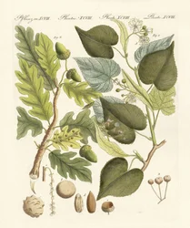 German Woodtrees