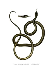 Ghamcheh Snake