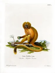 Golden Lion Tamarin