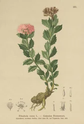 Golden Root
