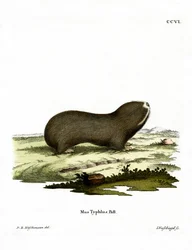 Greater Mole Rat
