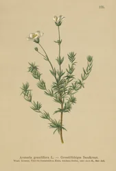 Greater Sandwort