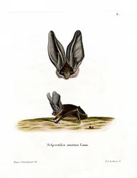 Grey Long-eared Bat