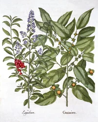 Guaiacum and Chinese Privet, from Hortus Eystettensis